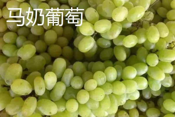 青葡萄的常见品种,有阳光玫瑰、醉金香等