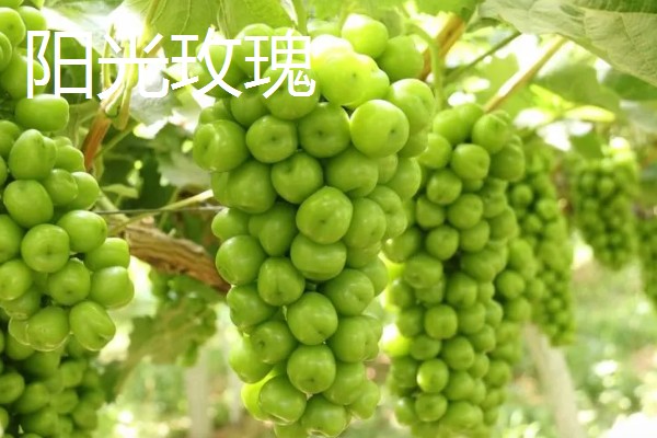 青葡萄的常见品种,有阳光玫瑰、醉金香等