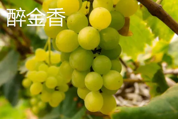 青葡萄的常见品种,有阳光玫瑰、醉金香等