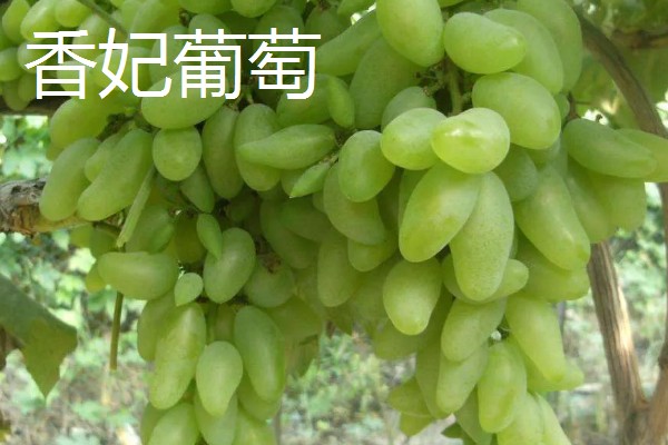 青葡萄的常见品种,有阳光玫瑰、醉金香等