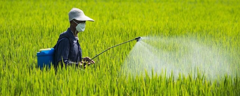 水稻治虫的最佳时间，在水稻进入拔节期后进行