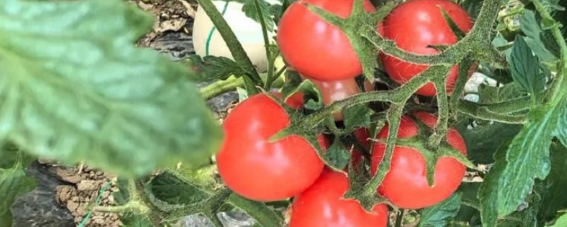 大棚番茄怎么浇水，膜下浇水可以提高地温