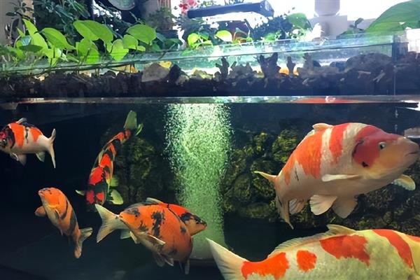 鱼掉鳞片怎么办，打架受伤可以隔离饲养