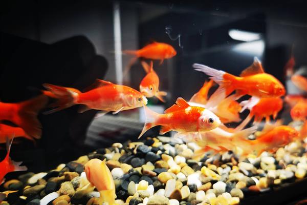 鱼掉鳞片怎么办，打架受伤可以隔离饲养