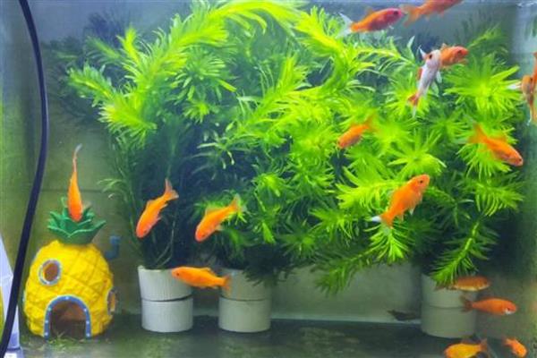 鱼掉鳞片怎么办，打架受伤可以隔离饲养