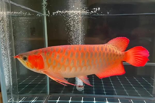 鱼掉鳞片怎么办，打架受伤可以隔离饲养