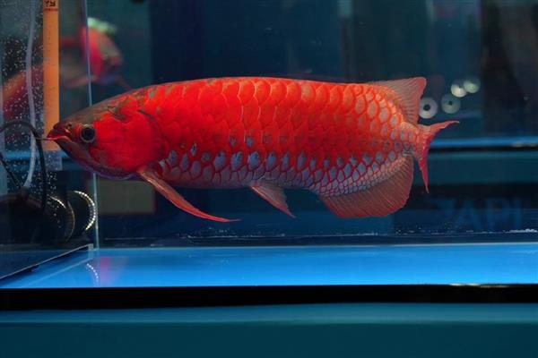 鱼掉鳞片怎么办，打架受伤可以隔离饲养