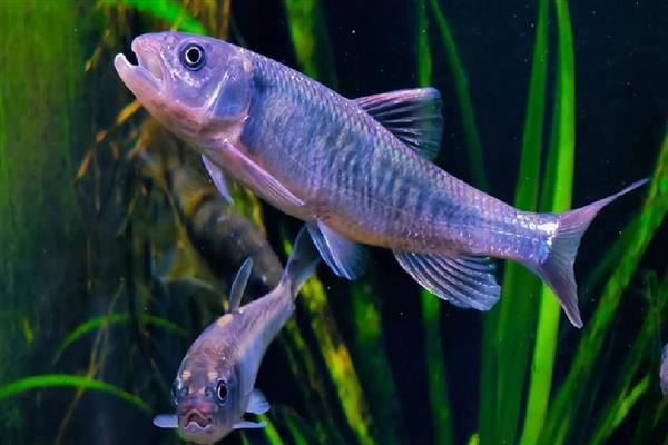 马口不开口的原因，可能是天气不合适所致