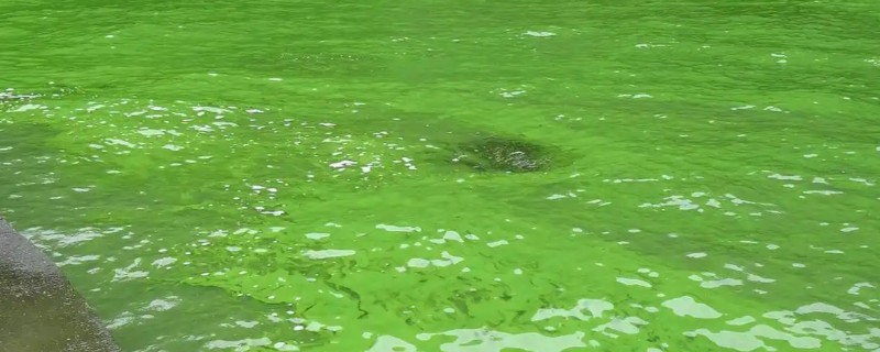 虾塘蓝藻的处理方法，要及时换水