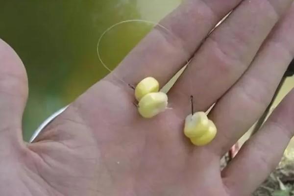 黑坑钓草鱼用什么饵，推荐自然饵、商品饵等