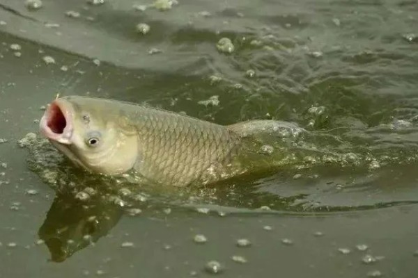 黑坑钓草鱼用什么饵，推荐自然饵、商品饵等