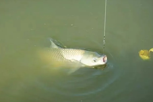 黑坑钓草鱼用什么饵，推荐自然饵、商品饵等