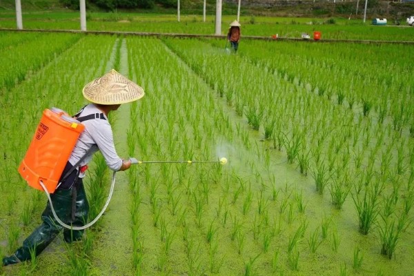 水稻治虫的最佳时间，在水稻进入拔节期后进行