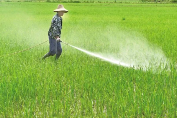 水稻治虫的最佳时间，在水稻进入拔节期后进行