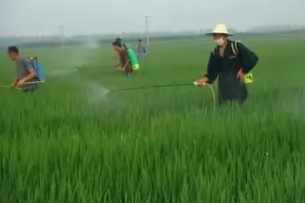 水稻治虫的最佳时间，在水稻进入拔节期后进行
