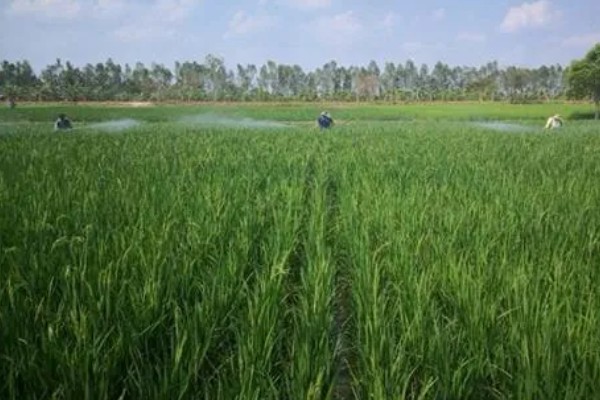 水稻治虫的最佳时间，在水稻进入拔节期后进行