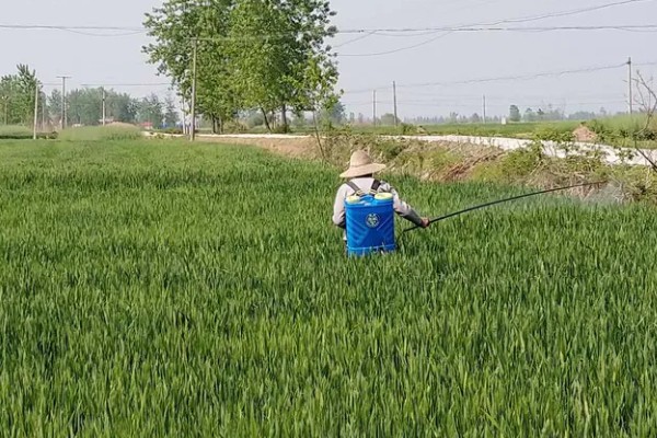 水稻治虫的最佳时间，在水稻进入拔节期后进行