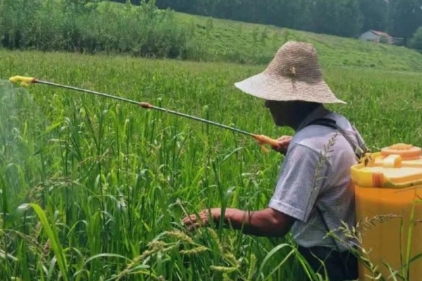 水稻治虫的最佳时间，在水稻进入拔节期后进行