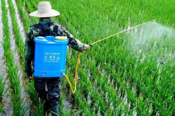水稻治虫的最佳时间，在水稻进入拔节期后进行