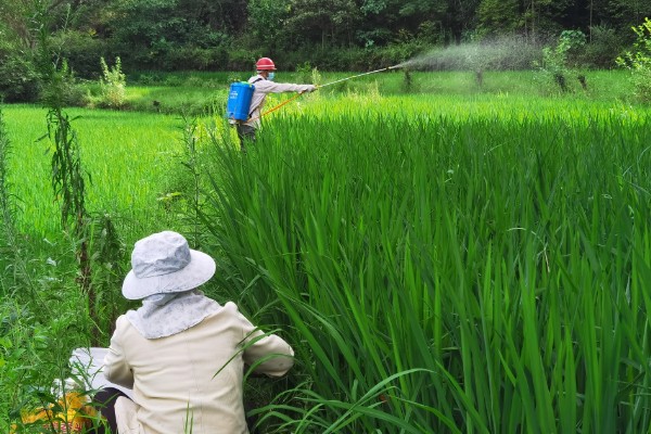 水稻治虫的最佳时间，在水稻进入拔节期后进行
