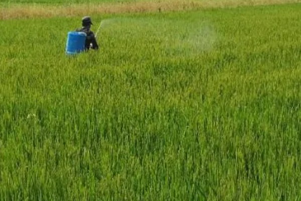 水稻治虫的最佳时间，在水稻进入拔节期后进行