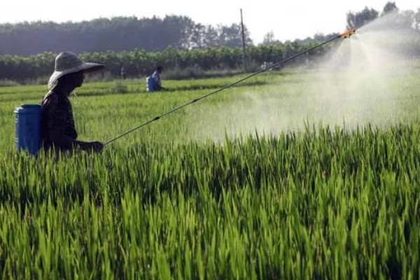 水稻治虫的最佳时间，在水稻进入拔节期后进行