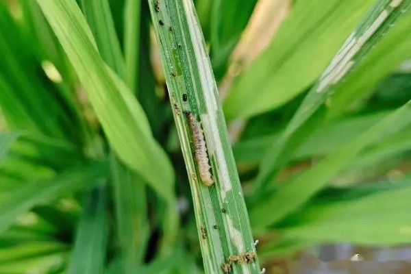 水稻治虫的最佳时间，在水稻进入拔节期后进行