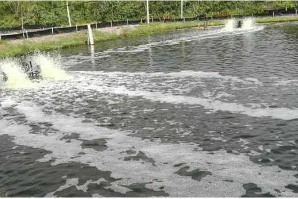 虾塘蓝藻的处理方法，要及时换水