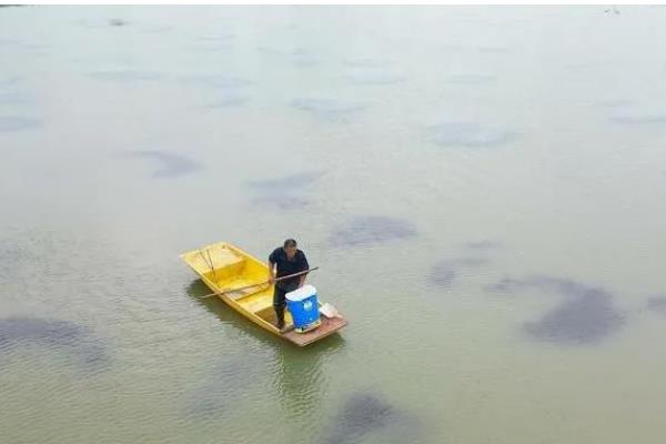 虾塘蓝藻的处理方法，要及时换水