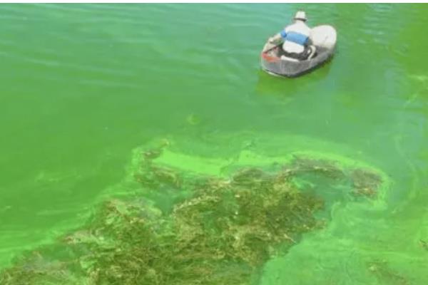 虾塘蓝藻的处理方法，要及时换水