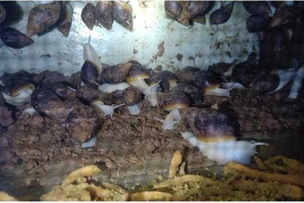 白玉蜗牛的养殖方法,气温稳定在20℃时投放幼螺