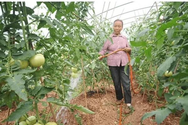 大棚番茄怎么浇水,膜下浇水可以提高地温