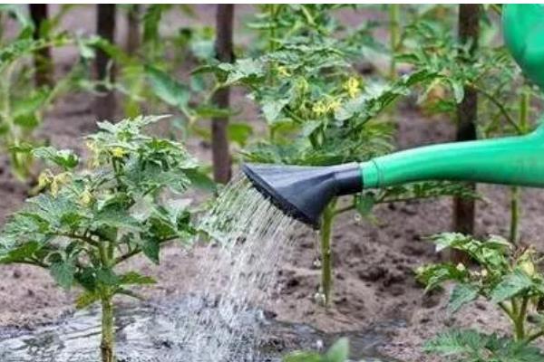 大棚番茄怎么浇水,膜下浇水可以提高地温