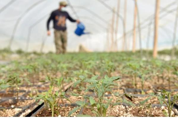 大棚番茄怎么浇水,膜下浇水可以提高地温