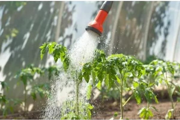 大棚番茄怎么浇水,膜下浇水可以提高地温