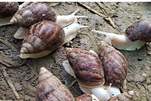 白玉蜗牛的养殖方法,气温稳定在20℃时投放幼螺