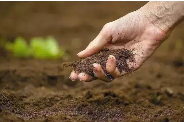 大棚番茄怎么浇水,膜下浇水可以提高地温