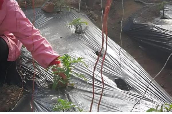 大棚番茄怎么浇水,膜下浇水可以提高地温