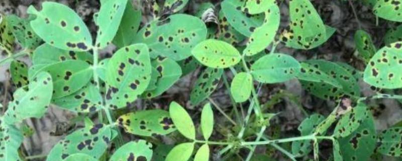 如何防治花生紫纹羽病，重病区与禾本科作物进行轮作