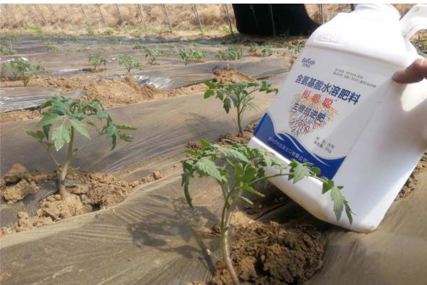大棚番茄怎么浇水,膜下浇水可以提高地温