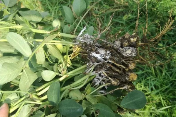 如何防治花生紫纹羽病，重病区与禾本科作物进行轮作