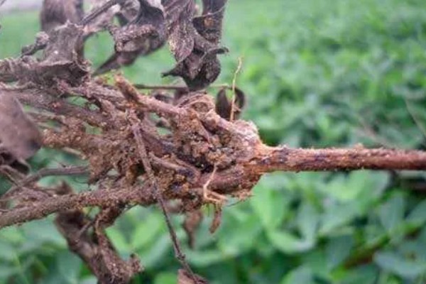 如何防治花生紫纹羽病，重病区与禾本科作物进行轮作