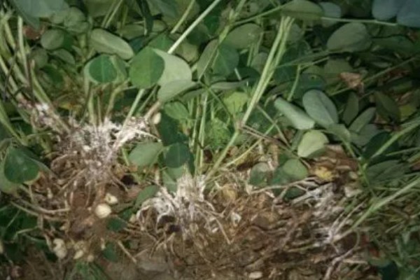 如何防治花生紫纹羽病，重病区与禾本科作物进行轮作