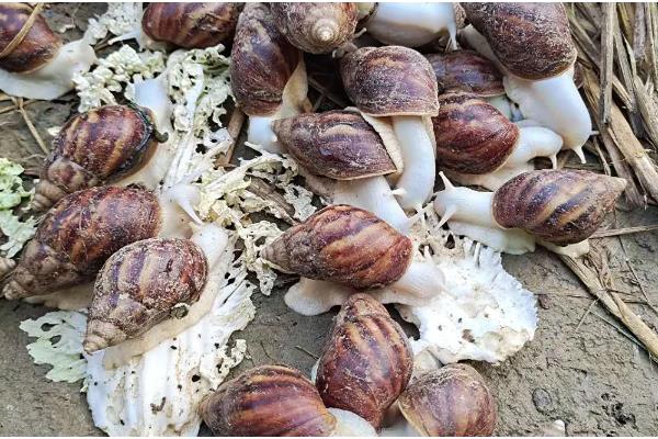 白玉蜗牛的养殖方法,气温稳定在20℃时投放幼螺