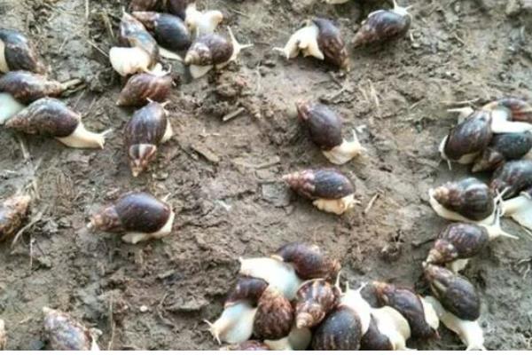 白玉蜗牛的养殖方法,气温稳定在20℃时投放幼螺