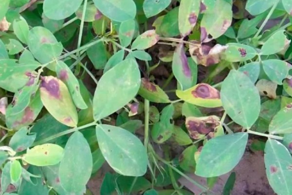 如何防治花生紫纹羽病，重病区与禾本科作物进行轮作