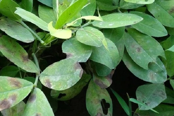 如何防治花生紫纹羽病，重病区与禾本科作物进行轮作