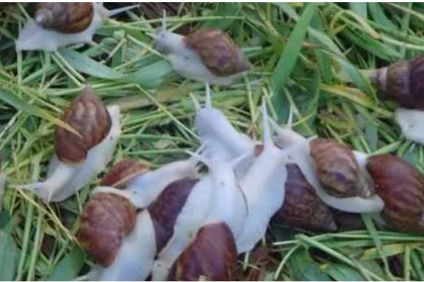 白玉蜗牛的养殖方法,气温稳定在20℃时投放幼螺