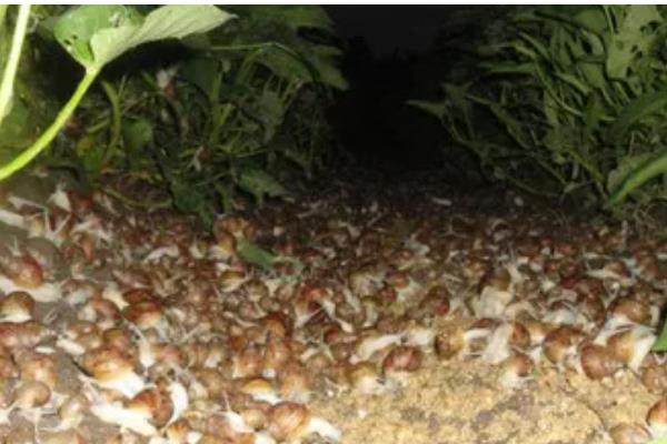 白玉蜗牛的养殖方法,气温稳定在20℃时投放幼螺