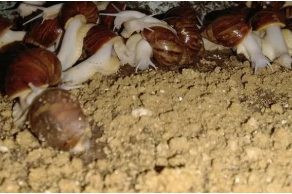 白玉蜗牛的养殖方法,气温稳定在20℃时投放幼螺